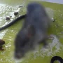 Ratoeira adesiva Cola Rato